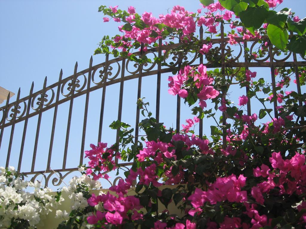Villa Shahrazad 洪加達 外观 照片